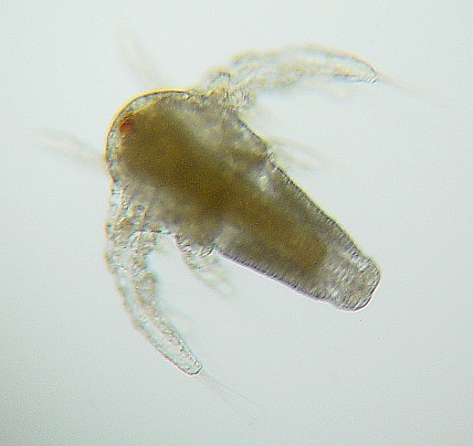 img-artemia-nauplius-microscopy